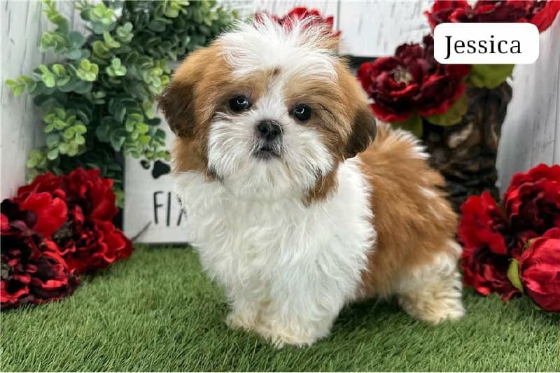 Bellissimo cucciolo di Shih Tzu